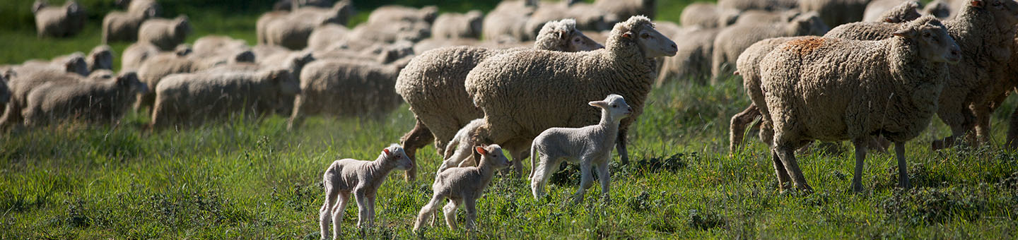 Merinos 