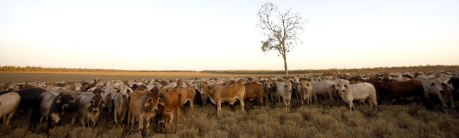 Brahman mob