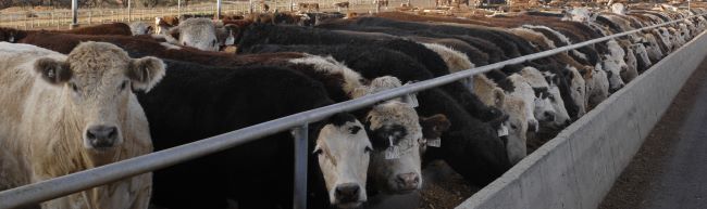 Feedlot Cattle