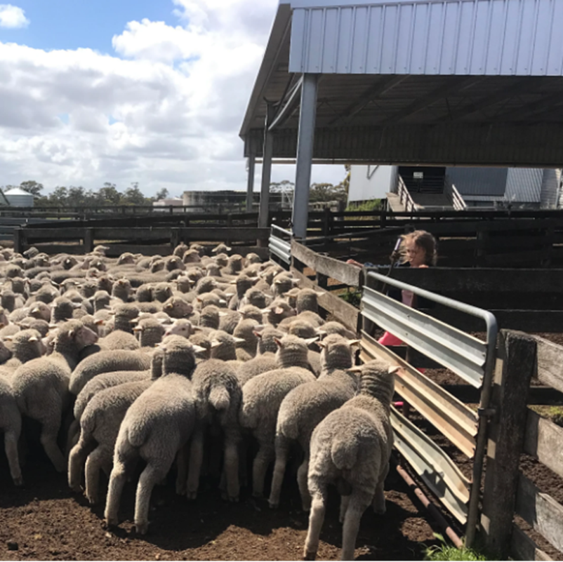 Sheep in yards