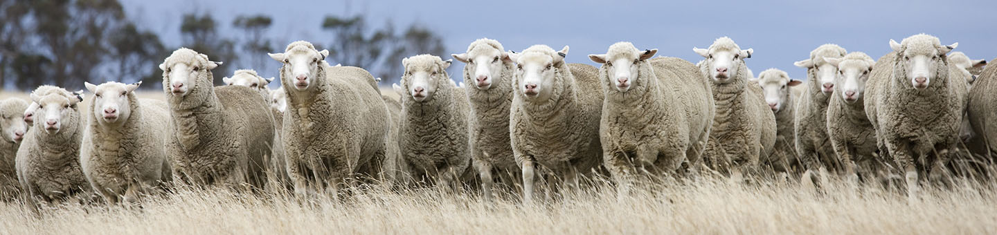 Prime lambs
