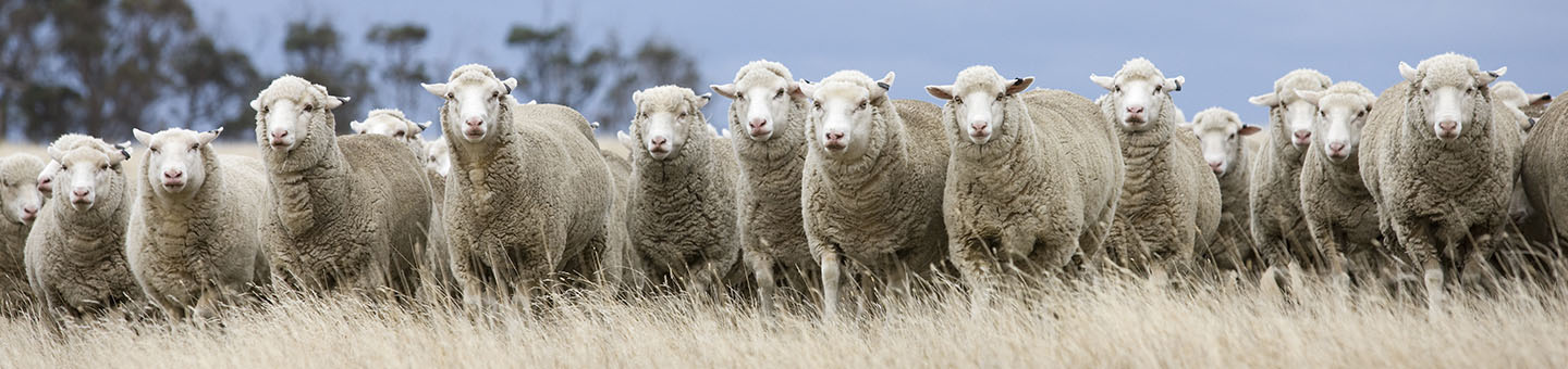 Prime lambs